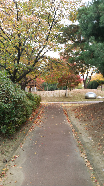 tree,나무,plant,식물,나무줄기