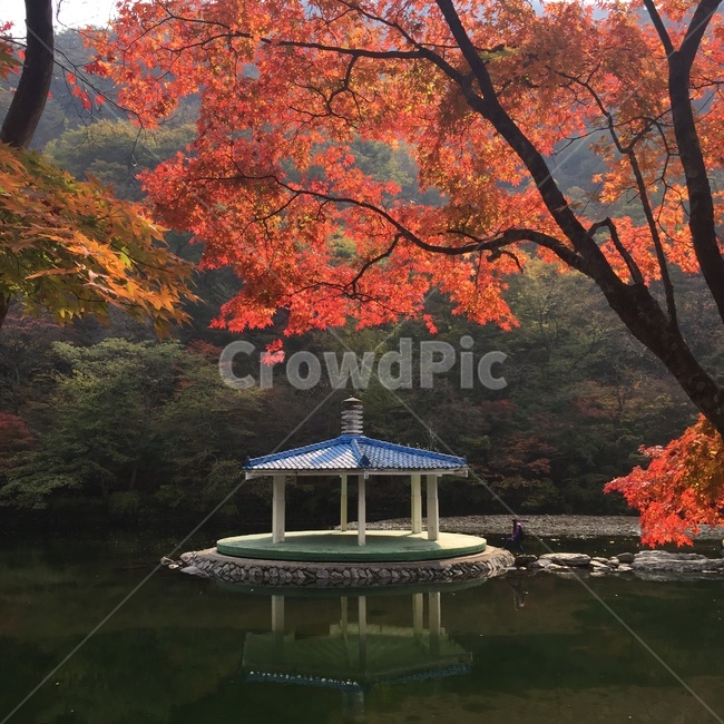 가을,계절,단풍잎,단풍,낙엽,단풍나무,정자,호수,식물,나무,잎