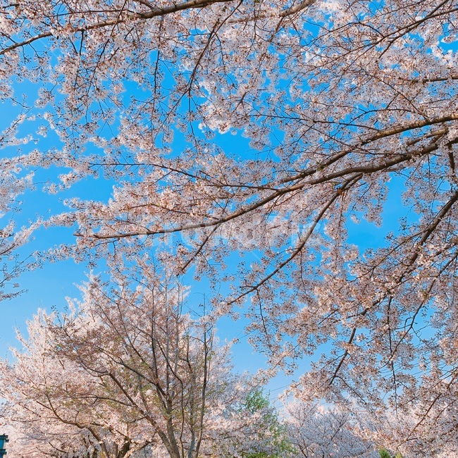벚꽃,꽃,봄,하늘,벚꽃나무,봄,계절,spring,season,plant,식물