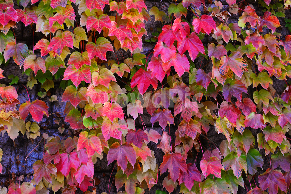 가을,담쟁이덩굴,덩굴식물,가을배경,가을서정,가을감성,가을분위기,autumn,fall,background,plant,leaf,식물,단풍,물들다,계절,시즌,season,잎,잎새,잎사귀,이파리,colorful,칼라풀,자연,배경,바탕,백그라운드,알록달록,담장,울타리,벽,가을,계절,fall,autumn,season,tree,나무