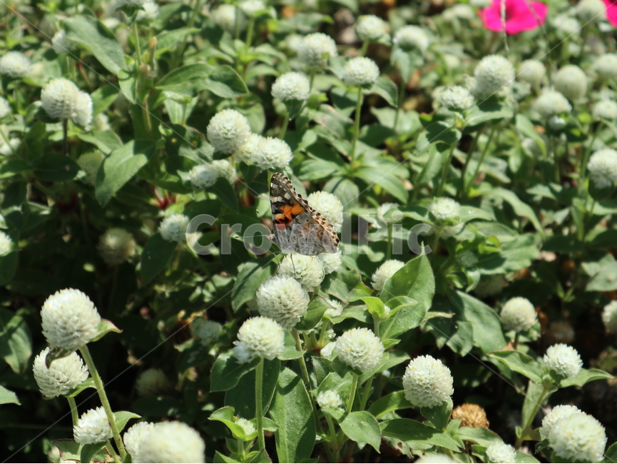 나비,꽃위에,앉은,곤충,동물,insect,무척추동물,식물,자연,plants,nature,꽃,flower,곤충,벌레,insect,bug
