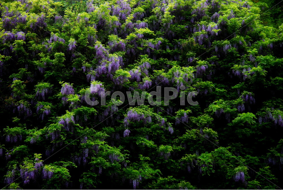 등나무,연보라꽃,결속,콩과식물,오뉴월,식물,자연,plants,nature,꽃,flower