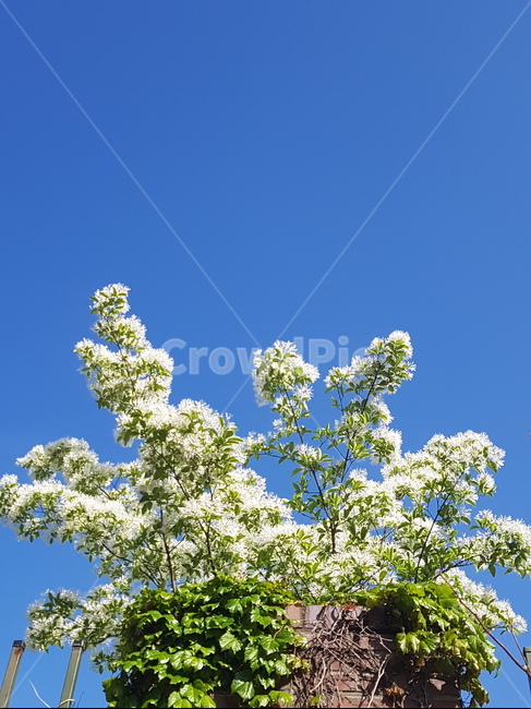 자연,푸른하늘,sky,식물,plant,식물,자연,plants,nature,꽃,flower