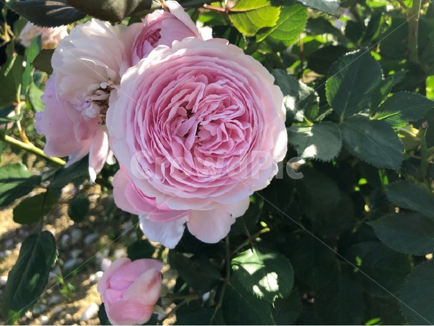 장미,오월,꽃,장미축제,장미꽃사진,식물,자연,plants,nature,꽃,flower
