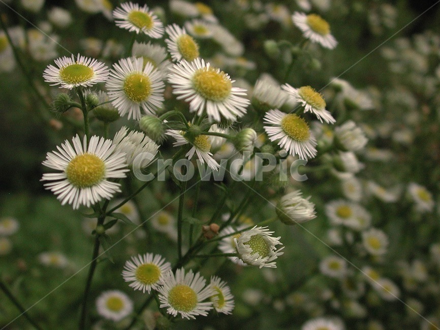들풀,들꽃,배경,바탕화면,꽃,식물,자연,식물,자연,plants,nature,꽃,flower