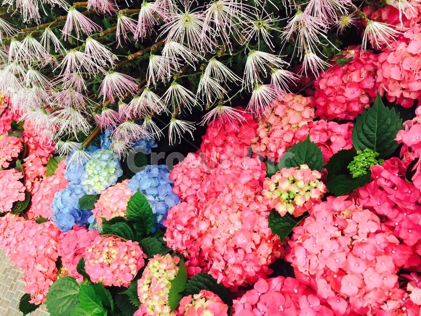 수국,선인장,꽃,플라워,핑크,식물,자연,plants,nature,꽃,flower
