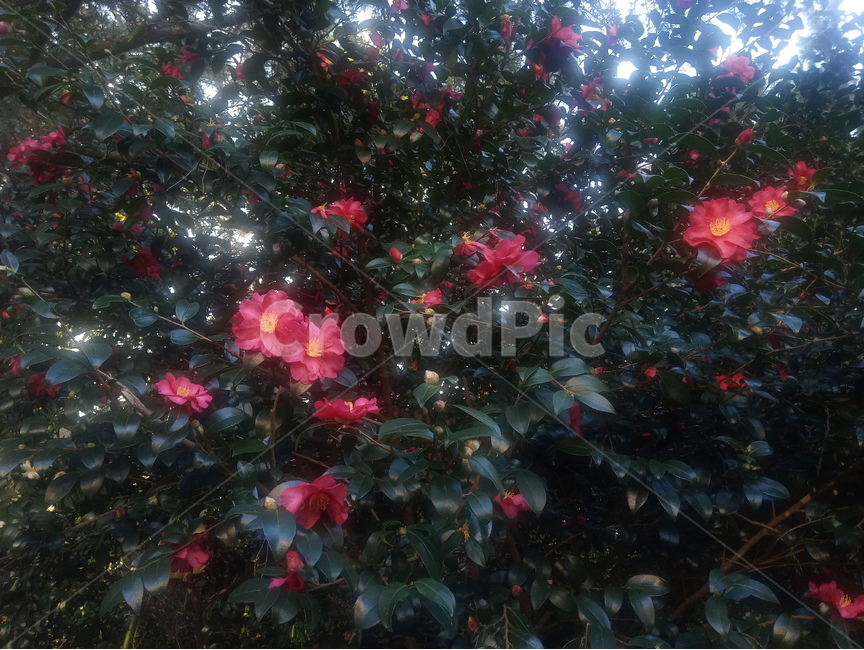 동백,동백꽃,꽃,동백나무,빨간동백,식물,자연,plants,nature,꽃,flower