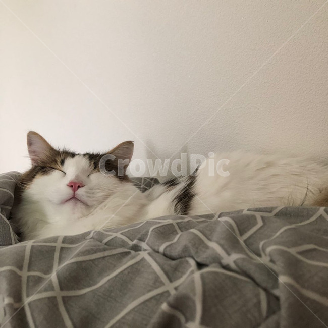 고양이,노르웨이숲,노르웨이숲고양이,장모종고양이,품종묘,식빵,하얀색,갈색,검정색,주황색,사랑스러운고양이,동물,animal,포유류,mammal,고양이,cat,kitten,kitty