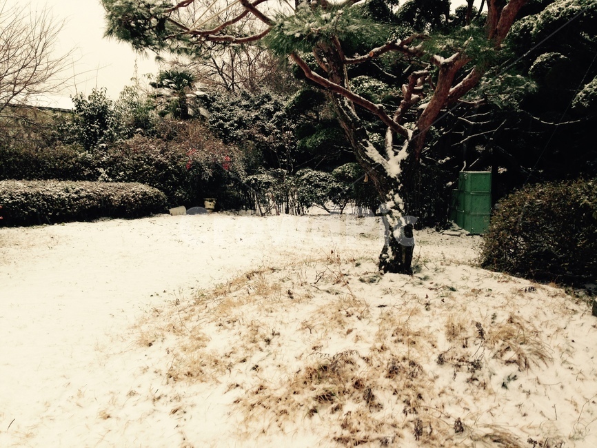 눈,snow,풍경,눈꽃,나무,설경,눈밭,tree,whitetree,겨울,계절,winter,season