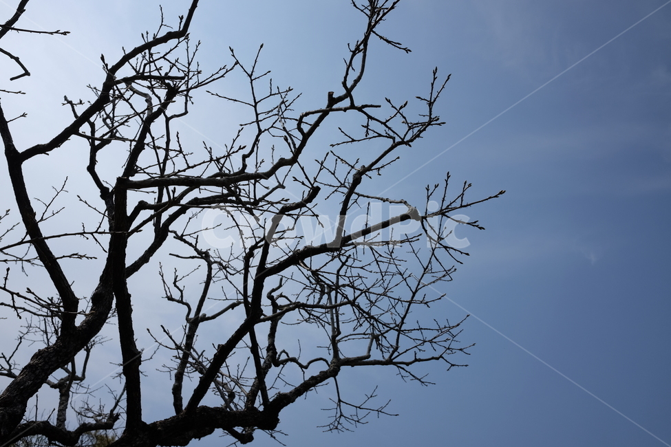 하늘,나무,나뭇가지,자연,배경,겨울,맑음,겨울,계절,winter,season,식물,자연,plants,nature,나무,trees,wood
