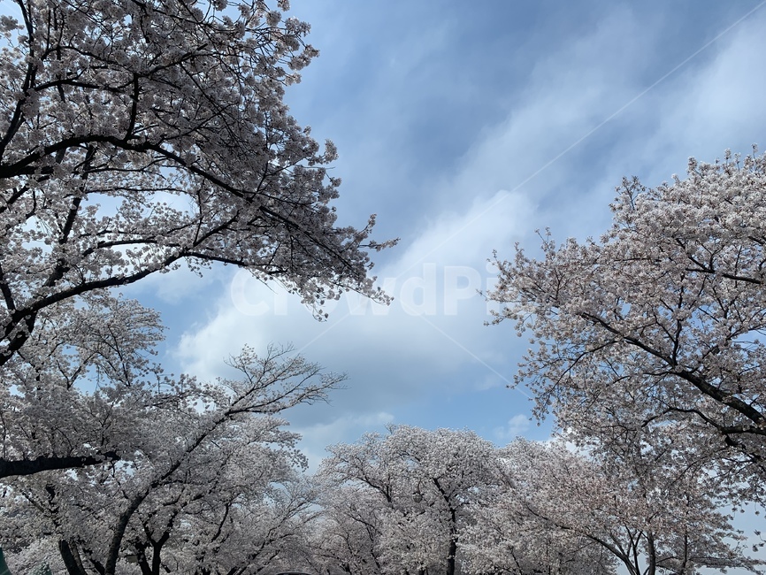 나무,벚꽃,구름,하늘,꽃나무