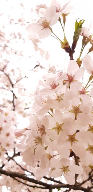 plant,식물,벚꽃,봄,스프링,blossom,블라썸,spring,cherryblossom,체리블라썸