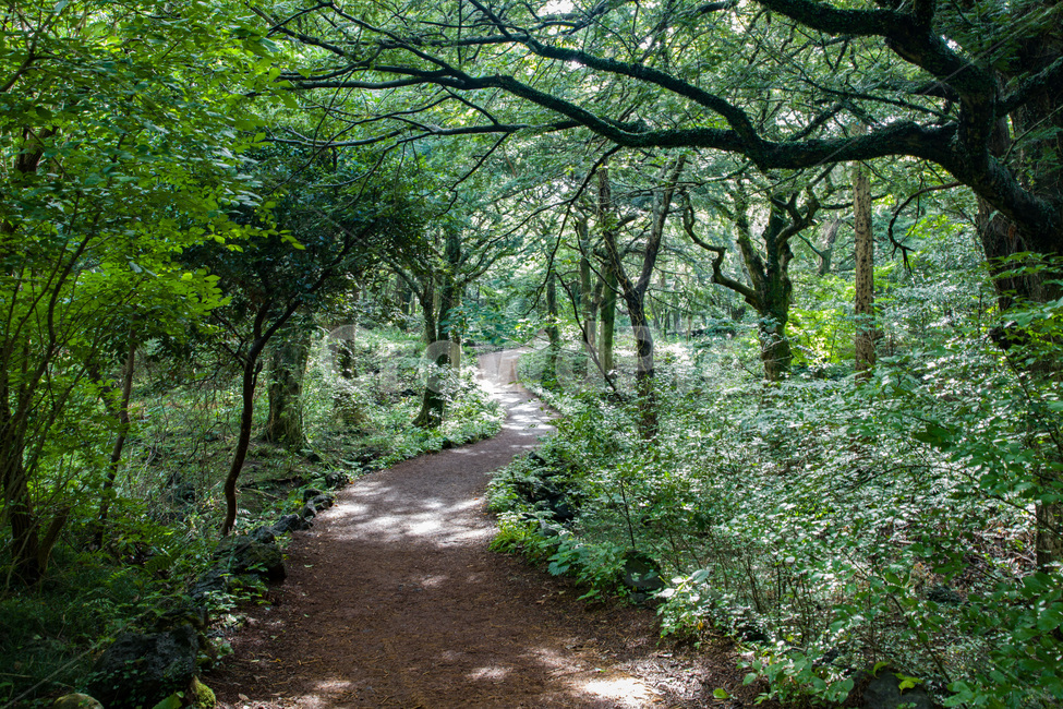 나무줄기,식물,나무,tree,숲,비자림,제주도,초록,산청,자연,풍경,nature,landscape,한국자연풍경,한국자연경관,korea nature landscape,path,통로