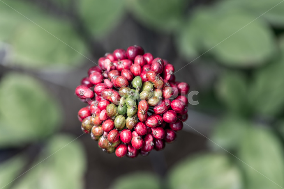인삼,인삼꽃,열매,씨앗,보약,장수,뇌,식물,자연,plants,nature,과일,열매,fruit