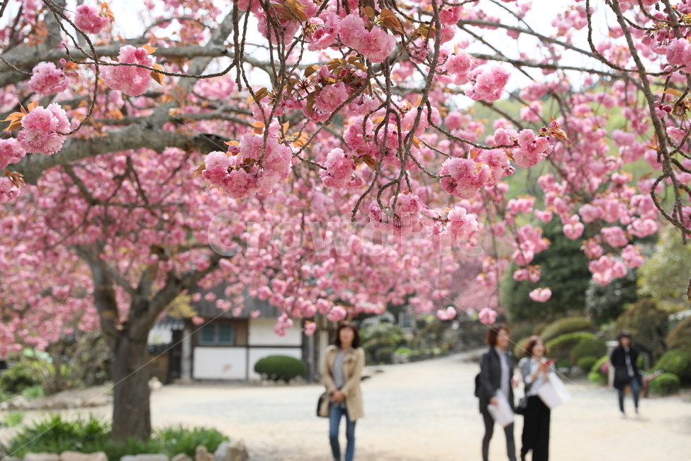 순천,선암사,만첩왕벚,겹벚꽃,벚꽃,봄,사찰,왕벚꽃,봄,계절,spring,season,한국전통,한국문화,korean traditional,korean culture,식물,자연,plants,nature,꽃,flower,사람들,대중,군중,other people,crowd,plant,blossom