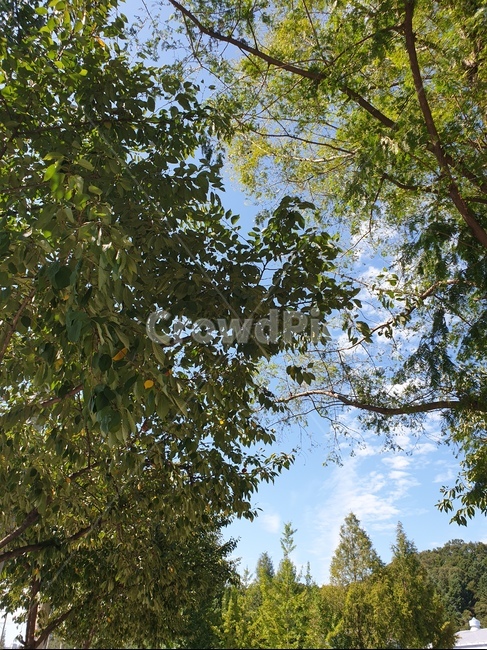 자연,하늘,나무,잎,구름,tree,plant,식물,나무줄기,나무,trees,wood