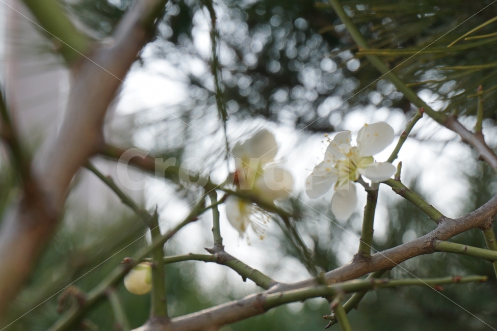 꽃,봄,하얀,감성,가까이,솔나무,소나무,초록,감성사진,이쁜,아름다운,노란색,flower,식물,자연,plants,nature,봄,계절,spring,season,꽃,flower,plant