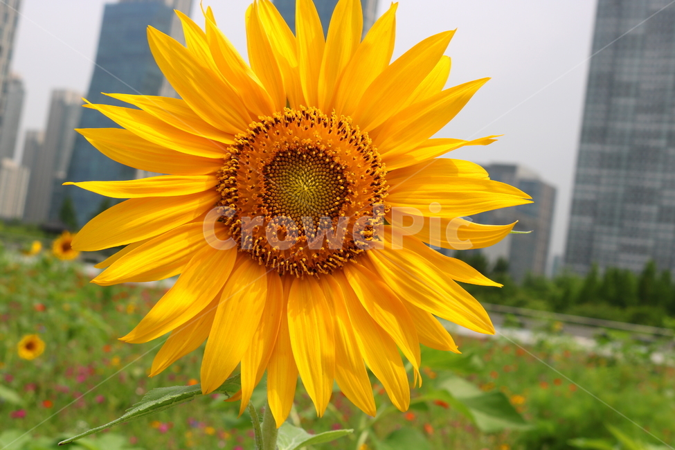 꽃,해바라기,해바라기꽃,식물,국화과,속씨식물,식물,자연,plants,nature,꽃,flower