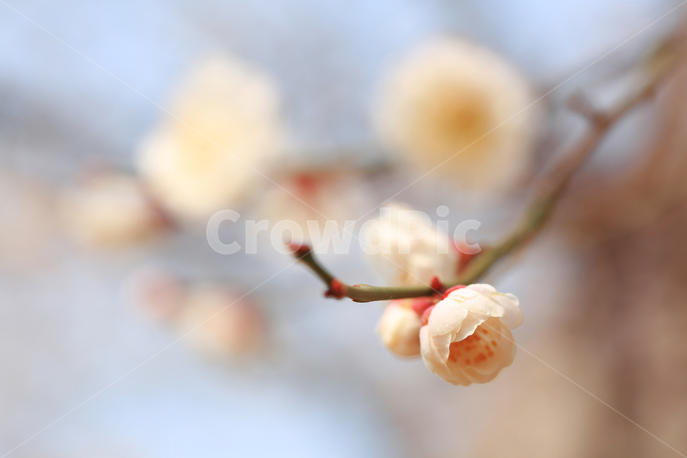봄,꽃,흰꽃,매화,spring,flower,japaneseapricotflower,봄,계절,spring,season,식물,자연,plants,nature,꽃,flower,plant,egg,계란,food,음식