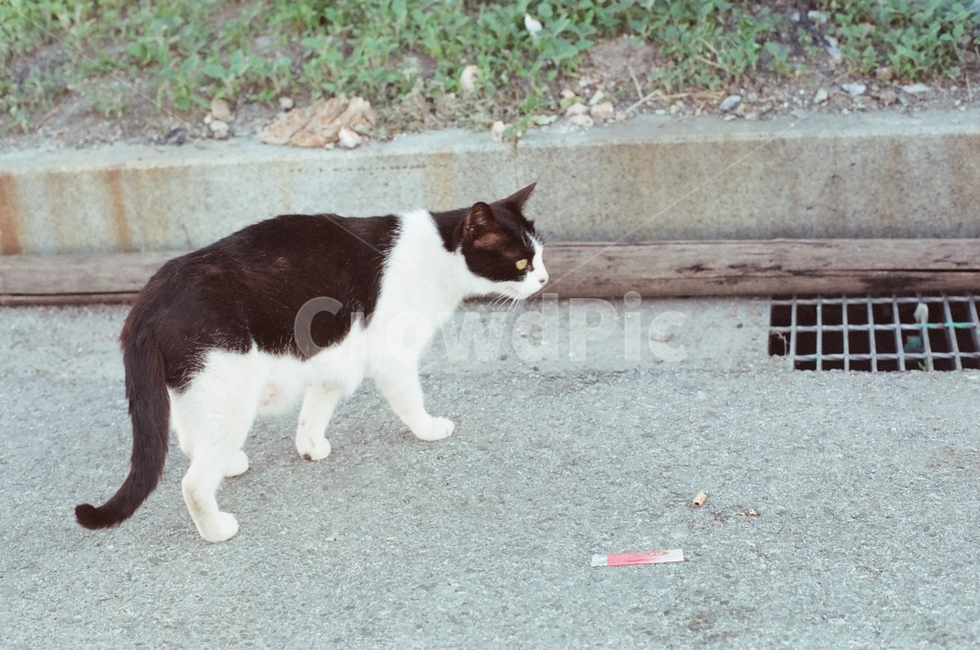 고양이,길고양이,코리안숏헤어,동물,cat,동물,animal,포유류,mammal,고양이,cat,kitten,kitty