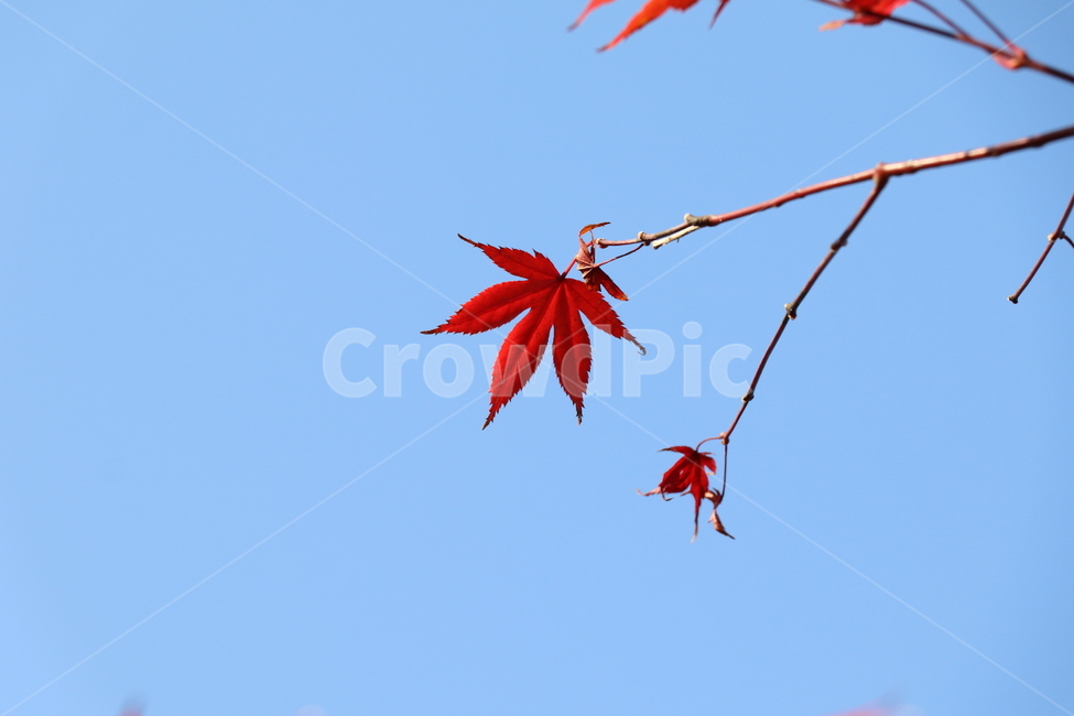 leaf,잎,plant,식물,tree,나무,가을,계절,fall,autumn,season,식물,자연,plants,nature