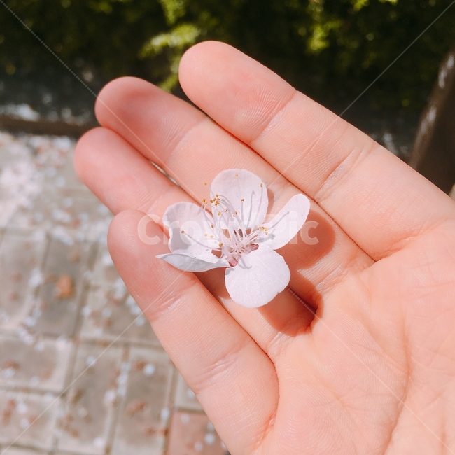 봄,벚꽃,꽃잎,맑은,꽃