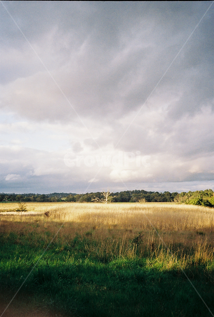 field,들,grassland,목초지,outdoors,nature,자연,tree,필름사진