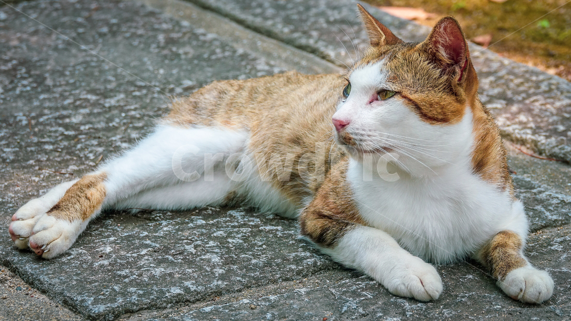 고양이,일본고양이,길고양이,cat,kitty,mammal,kitten,pet,냥이,animal,동물