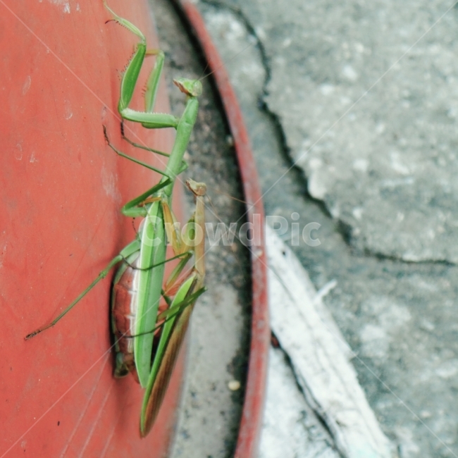 사마귀,종족번식,암컷,수컷,번식,동물,animal,곤충,벌레,insect,bug