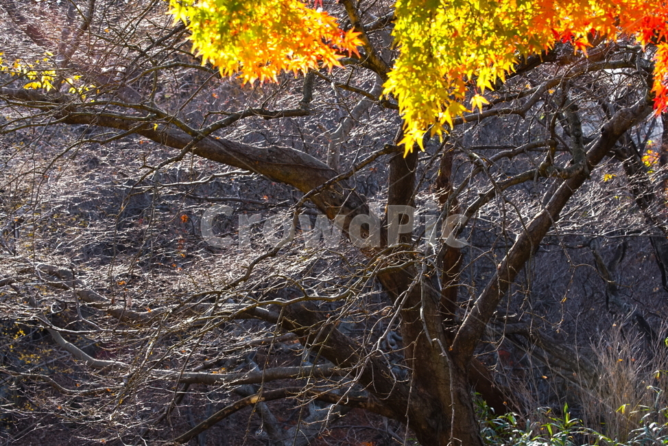 가을,단풍,나무,산,숲속,햇살,빛,감성,가을,계절,fall,autumn,season,leaf,잎,plant,식물,tree