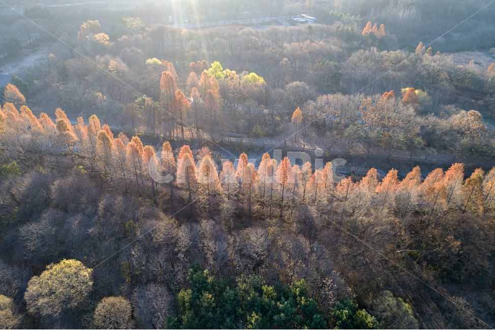 아침,빛,자연,풍경,공원,나무,가을,일출,가을,계절,fall,autumn,season,자연,풍경,nature,landscape,한국자연풍경,한국자연경관,korea nature landscape,plant,식물,tree,abies,아비,fir,전나무,conifer,구과 식물