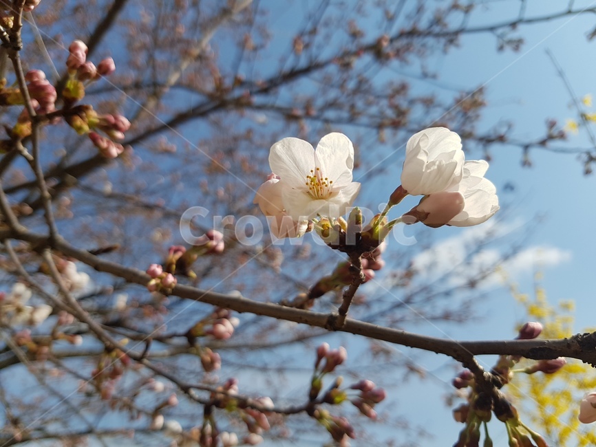 봄,벗꽃,4월,파릇파릇,하늘,산책로,봉우리,나무