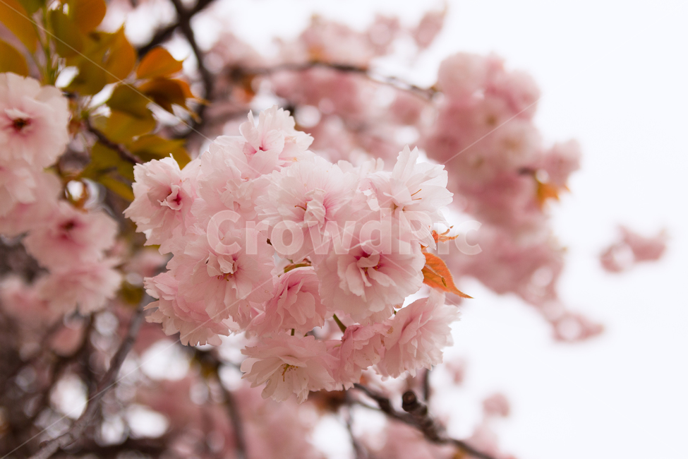 벚꽃,꽃,핑크,분홍,은은한,파스텔,봄,자연,식물,나무,야외,공원,blossom,flower,plant,cherryblossom,pink,pastel,nature,spring,outdoor,park,봄,계절,spring,season,꽃,flower