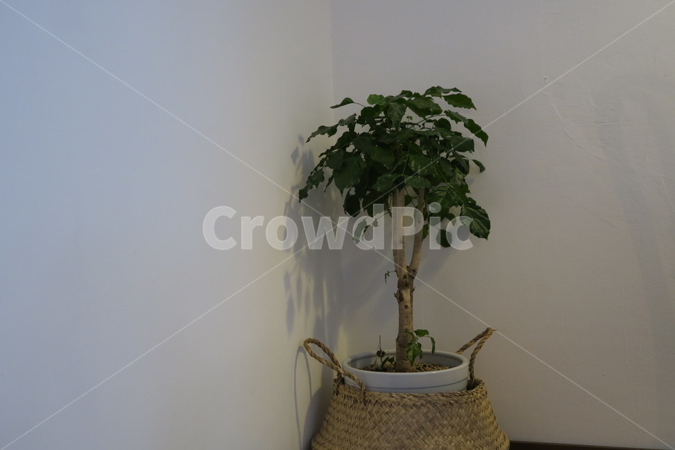 식물,실내식물,해피트리,나무,화분,초록,실내용화초,화분,화초,house plant