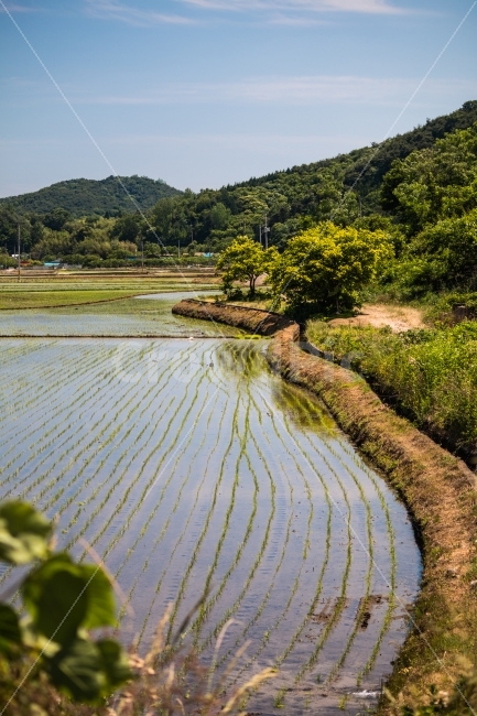 풍경,농촌,시골,논,모내기,여름,농촌의여름,하늘,시골길,자연,풍경,nature,landscape,시골,마을,country,rural,town,outdoors,옥외,grassland,목초지,field,들,paddy field,패디 필드