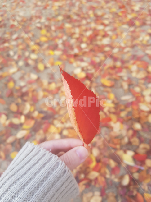 낙엽,가을,단풍잎,손가락,니트,아늑함,autumn,fallenleaves,red,finger,knitwear,nail,focus,leaves,fall,soft,cozy
