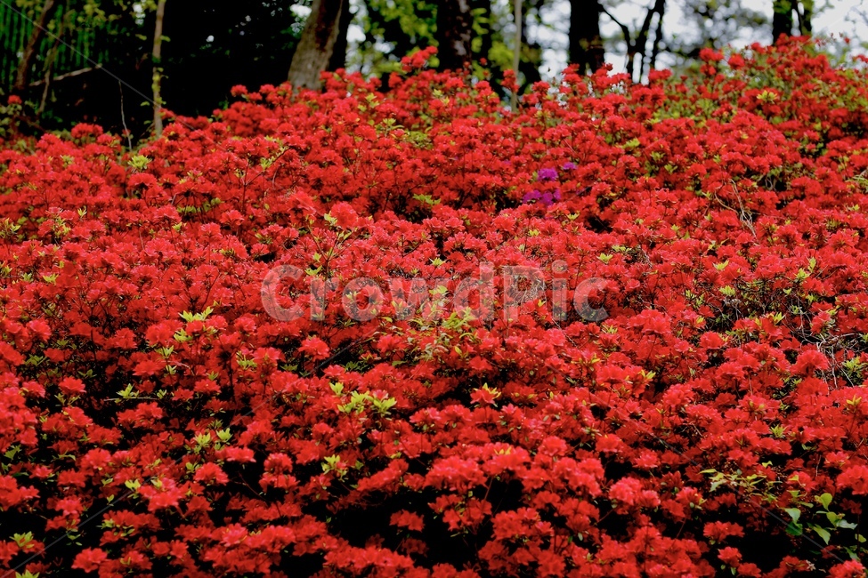 꽃,철쭉,빨간꽃,붉은꽃,red,봄꽃