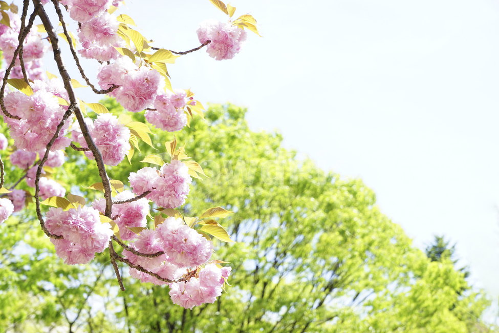 봄,겹벚꽃,나무,풍경,벚꽃,자연,핑크색,spring,cherryblossom,tree,landscape,nature,flower,꽃,봄,계절,spring,season,식물,자연,plants,nature,꽃,flower,plant,blossom
