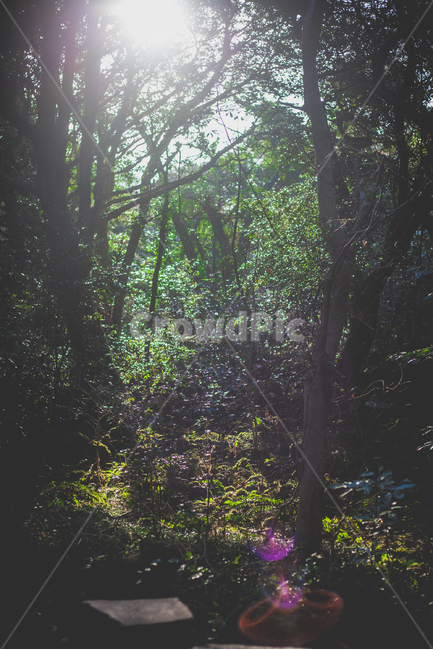 제주,비자림,숲,초록,빛,빛내림,나무,자연,풍경,nature,landscape,휴식,힐링,rest,relaxation,healing