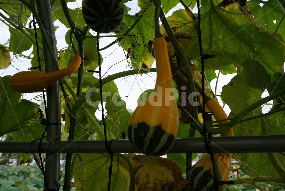 조롱박,박,계절,식물,자연,노란,덜익은,식물,자연,plants,nature,과일,열매,fruit