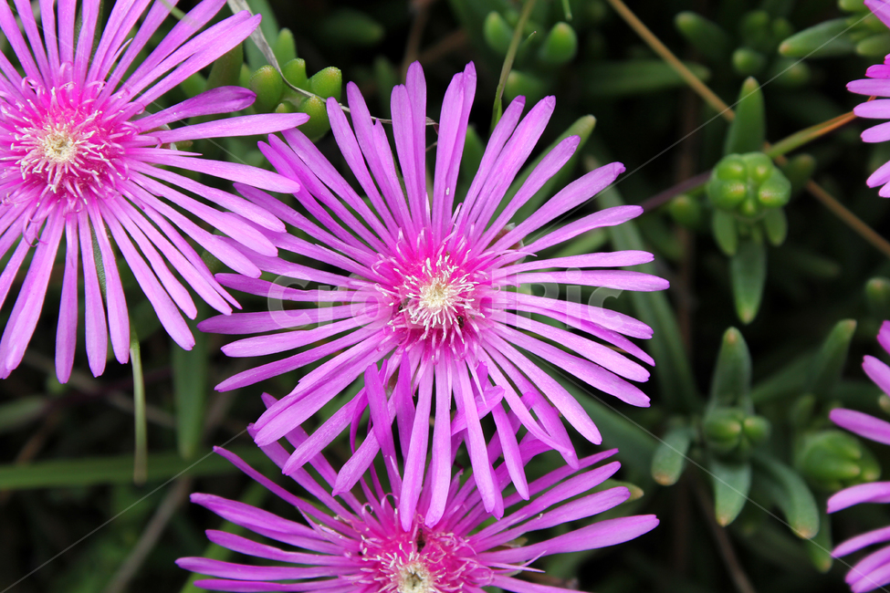 colorful,flower,garden,green,natural,nature,pink,plant,purple,violet,꽃,생화,식물,그린,녹색,정원,공원,핑크,분홍색,퍼플,보라색,자연,풀,꽃잔디,잔디,잔디밭,플라워,클로즈업,송엽국,식물,자연,plants,nature,꽃,flower