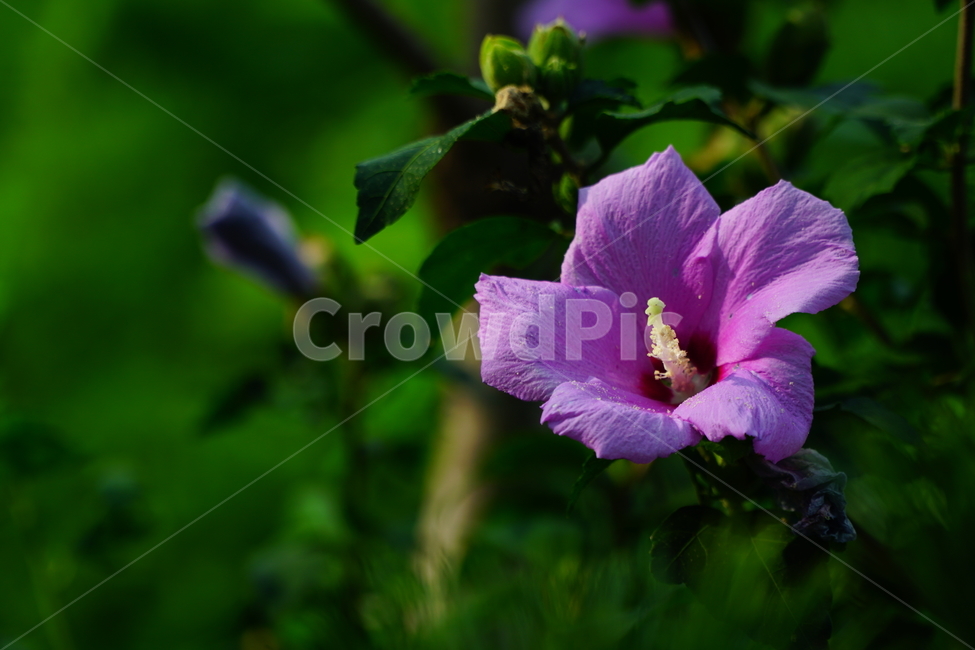 무궁화,mugunghwa,roseofsharon,hibiscus,꽃,플라워,flower,자연,nature,식물,plant,국화,나라꽃,한국,korea,애국심,나라사랑,대한민국,식물,자연,plants,nature,꽃,flower