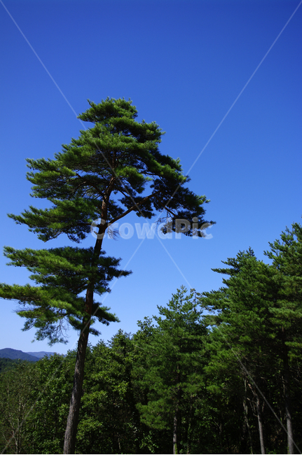나무,하늘,소나무,파란,color,자연,풍경,nature,landscape,tree,plant,식물,fir,전나무