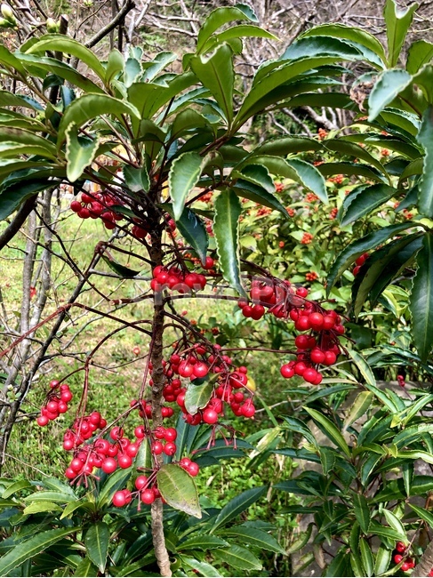 앵두,앵두나무,체리,열매,빨간열매,산수유,plant,식물,빨간꽃,사랑의열매,낙상홍,호랑가시나무,크리스마스,리스열매,식물,자연,plants,nature