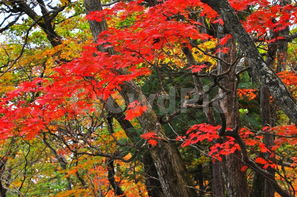 가을,설악산,국립공원,단풍,시즌,계절,단풍잎,leaf,season,maple,시안,디자인,디자이너,출판,편집,책자,서적,사보,카다로그,콘텐츠,리플렛,브로셔,모바일,팝업,전단,광고,색감,칼라풀,아름다운,뷰티풀,beautiful,sns,ebook,웹,마케팅,마켓팅,느낌,서정,나뭇,봉우리,능선,찬란한,화려한,mountain,autumn,fall,red,colorful,emotion,feeling,10월,그림같은,힐링,알록달록,울긋불긋,자연,식물,숲,산,명소,절경,산행,등산,관광,절정,빨강,노랑,초록,가을산,풍경,가을,계절,fall,autumn,season,식물,자연,plants,nature,나무,trees,wood,plant,잎,tree