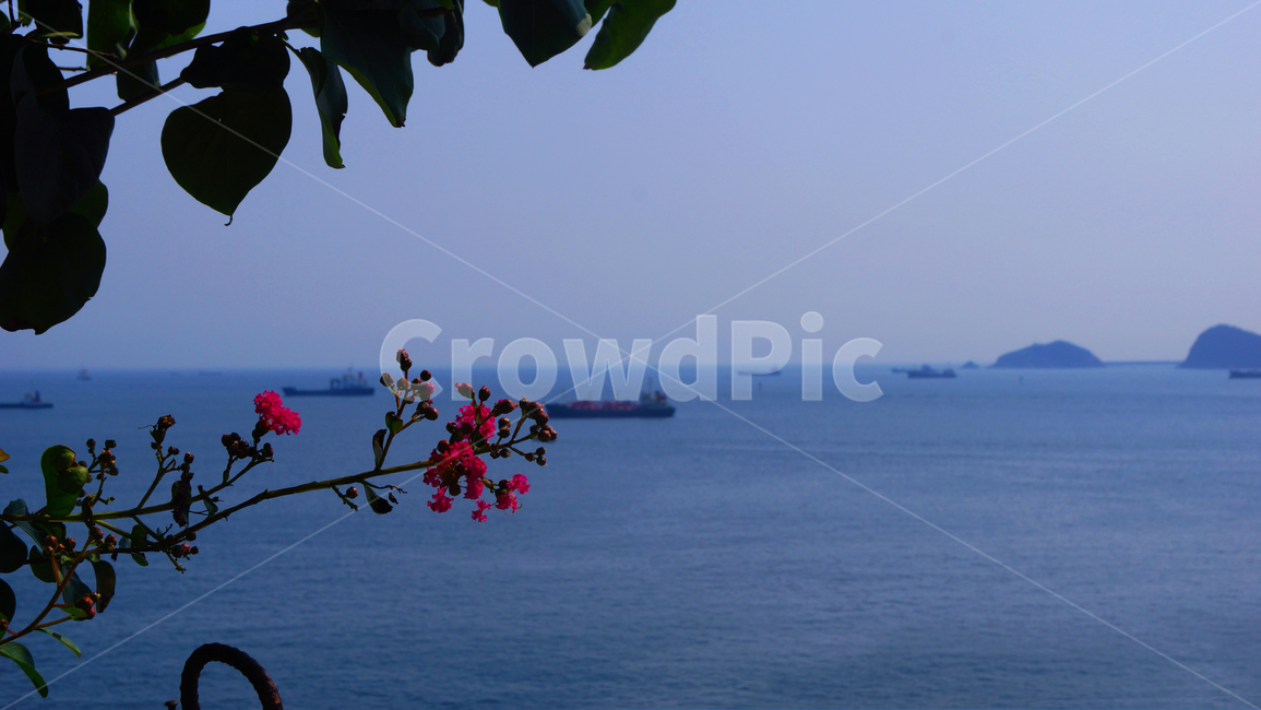 바다,꽃,sea,flower,풍경