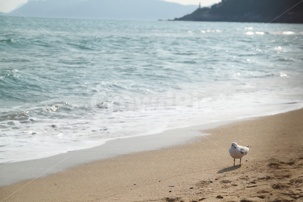 해운대,바다,새,파도,자연,자연,풍경,nature,landscape,해변,바다,beach,sea,animal,동물,bird