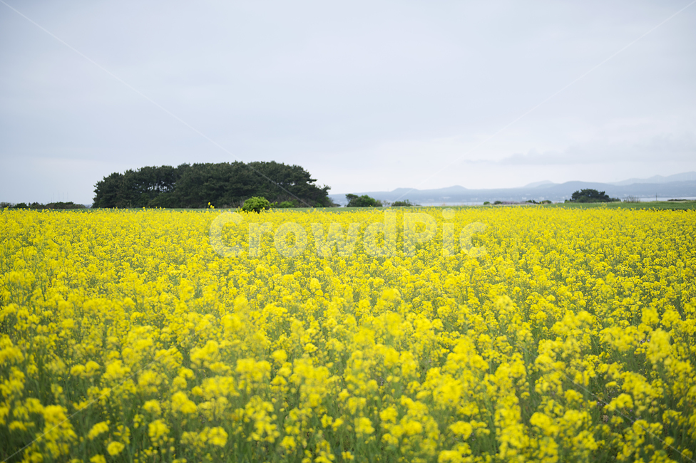 유채꽃,유채밭,제주도,노랑,엘로우,제주도,jeju,jeju island,outdoors,옥외,field,들,grassland,목초지,nature,자연
