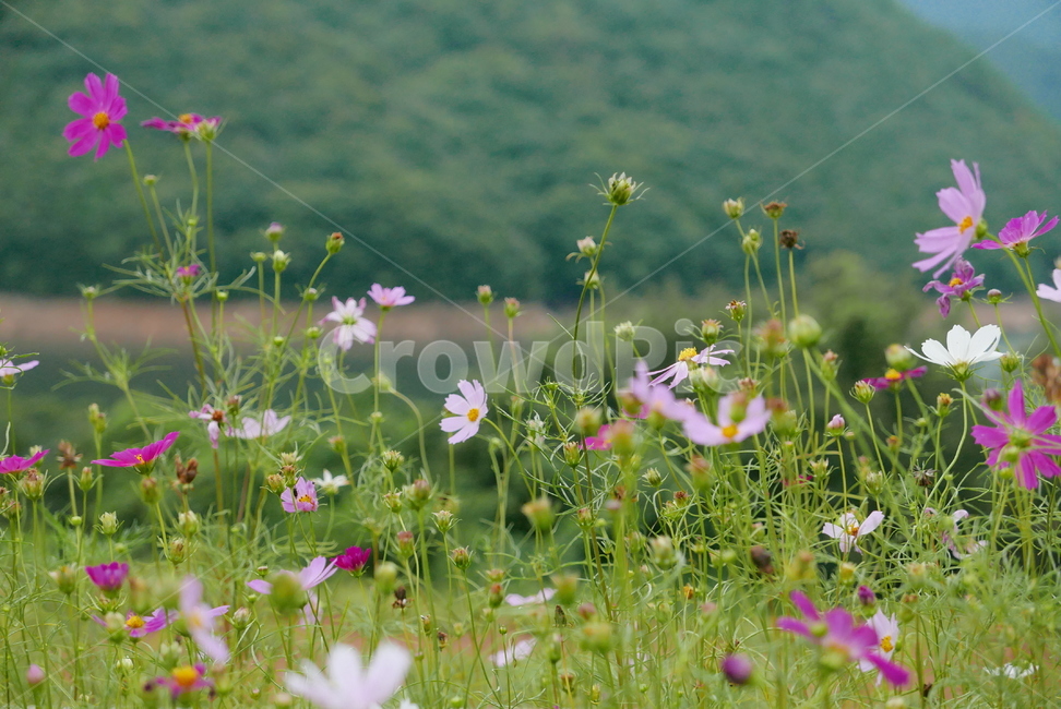 코스모스,cosmos,가을,가을꽃,꽃,flower,nature,자연,grassland,목초지,outdoors,옥외,field,들