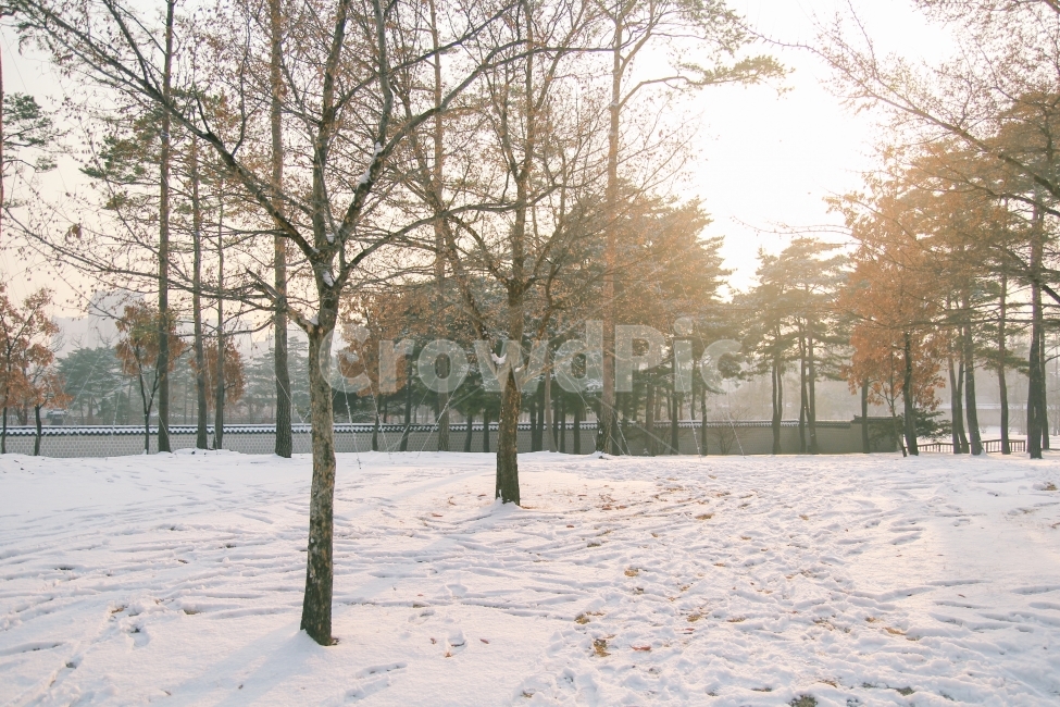 겨울,경복궁,감성사진,나무,풍경,자연,겨울,계절,winter,season,자연,풍경,nature,landscape,한국자연풍경,한국자연경관,korea nature landscape,휴식,힐링,rest,relaxation,healing,tree,plant,식물,outdoors,옥외
